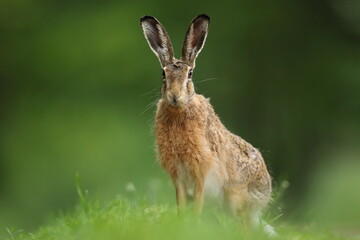 Zając szarak, hare, (Lepus europaeus) © Bartosz Rakoczy