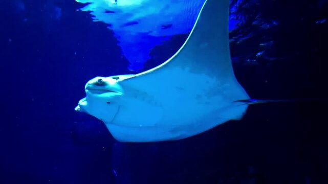 Oman cownose ray, its scientific name is Rhinoptera jayakari