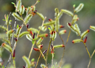 Purple willow (Salix purpurea) grows in nature