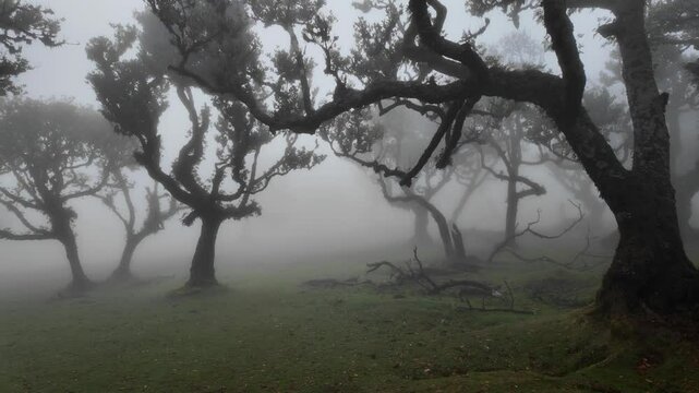 Scenic foggy view in Fanal forest in Madeira island, Portugal.