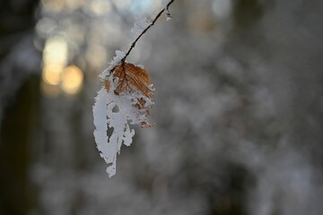 A close-up photograph capturing the delicate beauty of frost-covered autumn leaves on a branch. The...