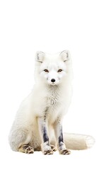 Fototapeta premium A soft and fluffy arctic fox sitting calmly, its white fur immaculate and its posture serene, contrasting with the clean white backdrop
