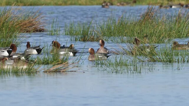 Eurasian Wigeon, Mareca penelope, birds on winter marshes