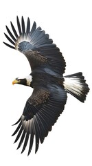 Obraz premium A striking eagle with its wings spread out in an elegant arc, its feathers detailed and sharp, positioned against a pure white background