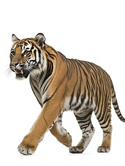 Obraz premium A tiger walking with deliberate steps, its sleek orange and black stripes contrasted sharply by the blank white background