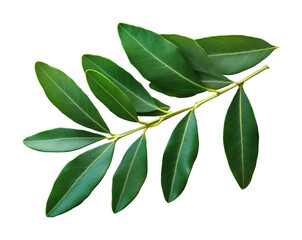 Elegant olive leaves nature botanical minimalist style close-up organic concept isolated on transparent background