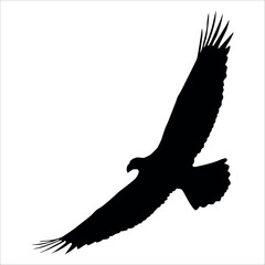 American Eagle Bird Silhouette Vector illustration