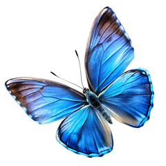 Azure Wings: A Stunning Close-Up of a Vibrant Blue Butterfly 곤충 macro fauna image insect nature     