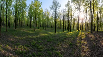 Fototapeta premium A vibrant spring forest scene features dense green canopies as sunlight filters through leaves, casting stunning light patterns on the moss-covered floor