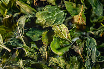 A detailed close-up of freeze-dried peppermint leaves, showcasing their rich green color, natural texture, and delicate veins. Perfect for herbal or culinary use.