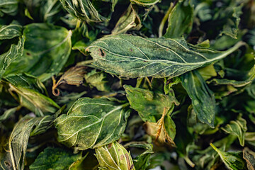 A detailed close-up of freeze-dried peppermint leaves, showcasing their rich green color, natural texture, and delicate veins. Perfect for herbal or culinary use.