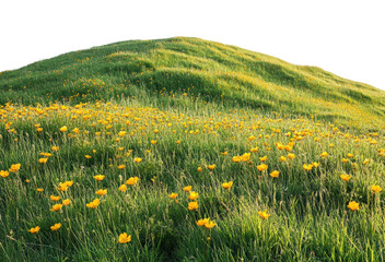 Vibrant yellow flowers blooming grassy hill nature landscape spring season serene environment scenic viewpoint isolated on transparent background