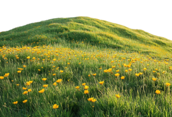 Vibrant yellow flowers blooming grassy hill nature landscape spring season serene environment scenic viewpoint isolated on transparent background