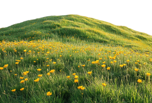 Vibrant yellow flowers blooming grassy hill nature landscape spring season serene environment scenic viewpoint isolated on transparent background
