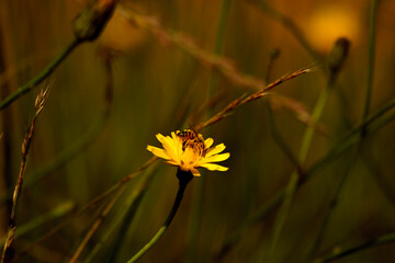 yellow dandelion in  the country