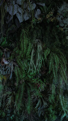 Herb wall, plant wall, natural green wallpaper and background. nature wall. Nature background of green forest
