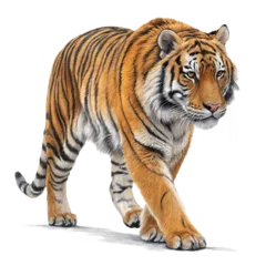 Rolgordijnen zonder boren tiger isolated on white background © Анна Журба