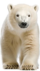 Fototapeta premium A curious polar bear cub taking small steps across a clean white surface, its fur soft and bright in contrast to the white background