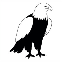 American Eagle Bird Silhouette Vector illustration