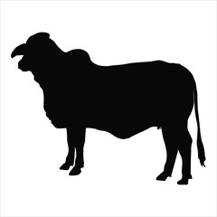 silhouette of a cow