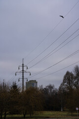 Wires of power lines on the background of the sky. Minimalism, birds in the sky