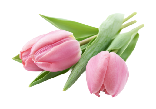 Delicate pink tulips with green leaves floral minimalist style nature's beauty isolated on transparent background