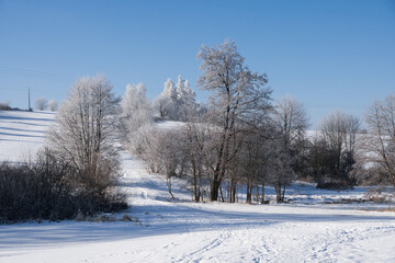 Obraz premium Winter Landscape with Snow-Covered Frozen Trees, Czech Republic