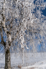 Fototapeta premium Detail of frozen tree branches