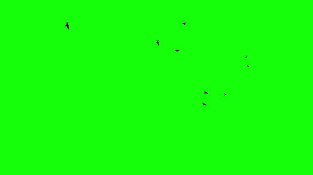 A flock of black birds circles freely in the sky, catching the wind. Chroma key green screen background. Silhouettes of Migrating Ravens in motion. For compositing VFX