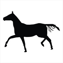 silhouette of a horse