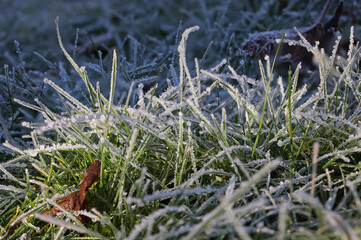 a meadow with green grass covered with white ice crystals in the sunshine