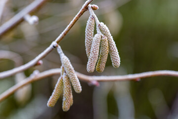 the hanging pollen of the hazelnut bush covered with white ice crystals