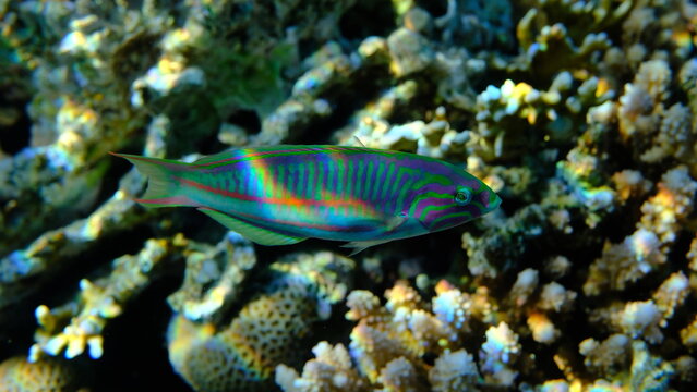 Klunzinger wrasse or Ruppell wrasse (Thalassoma rueppellii) undersea, Red Sea, Egypt, Sharm El Sheikh, Montazah Bay