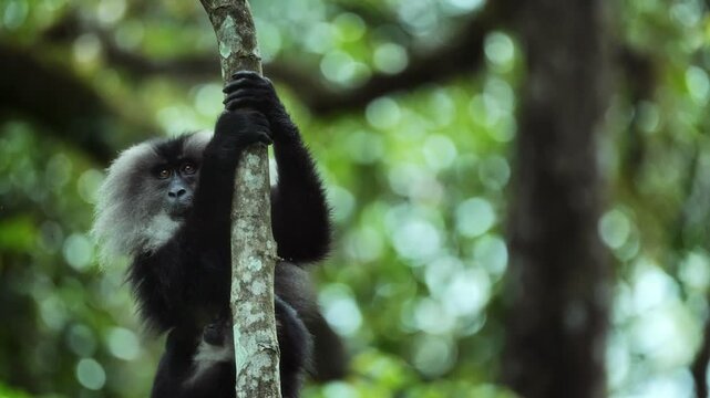 Lion-tailed macaque