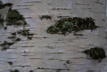 Birch trunk in close-up. Birch tree background. Birch bark