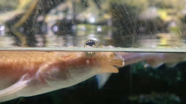 Largescale four-eye or four-eyed fish, its scientific name is Anableps anableps