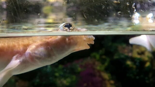 Largescale four-eye or four-eyed fish, its scientific name is Anableps anableps