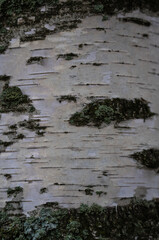 Birch trunk in close-up. Birch tree background. Birch bark