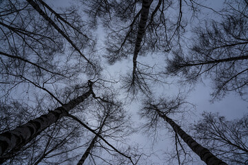 Birch tree crown with a view of the cloudy sky in winter. Bottom-up view