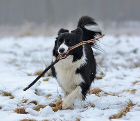 Pies rasy Border Collie z patykiem