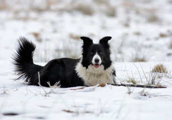 Pies rasy Border Collie