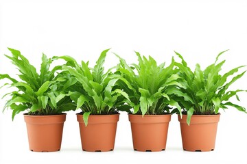 Obraz premium Lush Green Asplenium Ferns in Terracotta Pots Fresh Houseplants Vibrant Foliage Perfect for Home Decor