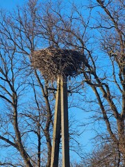 tree in the sky, a nest in a tree