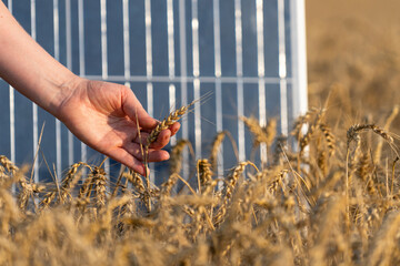 Farmer touches ear of wheat. Close up. Solar panel in the background.