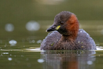 Zwergtaucher auf einem Teich