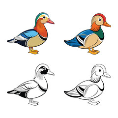 mandarin duck vector illustration set