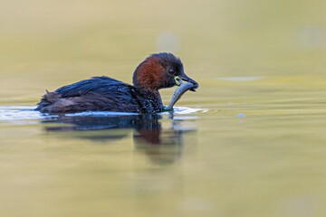 Zwergtaucher hat einen Fisch im Schnabel