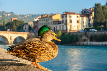 Mallard ducks couple resting by riverbank with old stone bridge and charming Italian buildings in the background under a clear blue sky , Veneto, Italy. Love and romance concept
