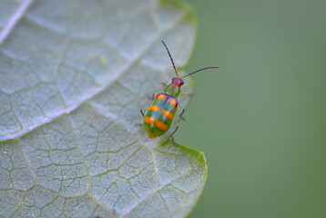 Diabrotica speciosa (Coleoptera: Chrysomelidae). polyphagous insect pest that affects several...