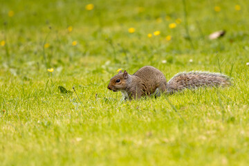 Grey Squirrel (Sciurus carolinensis) spotted in National Botanic Gardens, Dublin